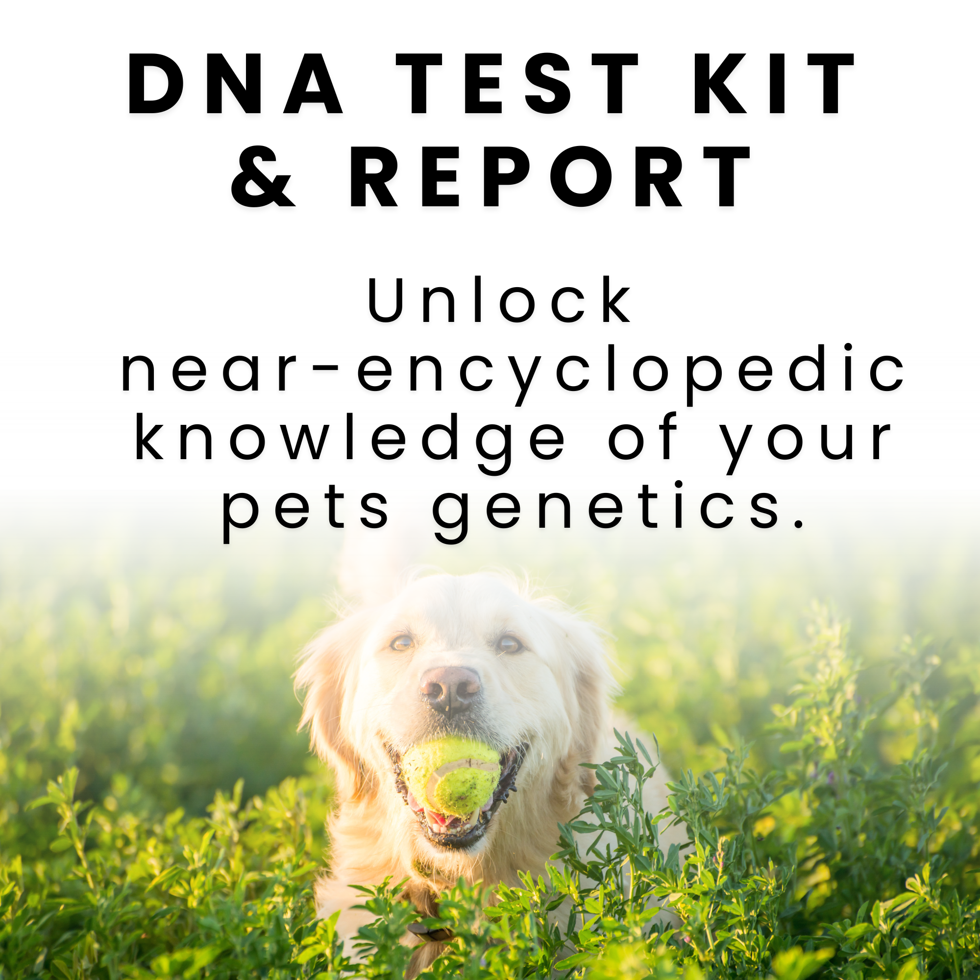 Dog Genetic Test Kit & Report